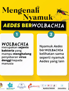 Mengenali Nyamuk Aedes Berwolbachia